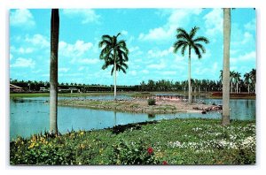 Flamingo Island Infield Lake Hialeah Race Course Hialeah Florida Postcard
