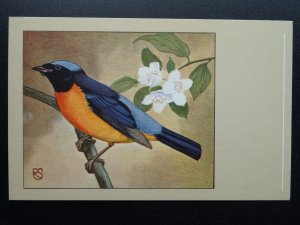 Bird Theme FLY CATCHER RED BREASTED c1950s Postcard by P. Sluis Series 7 No.81