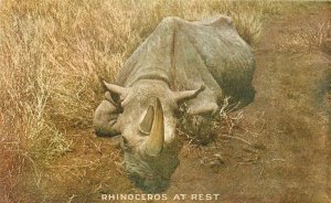 Africa Rhinoceros at Rest Arthur Capper C-1910 Postcard 21-7455