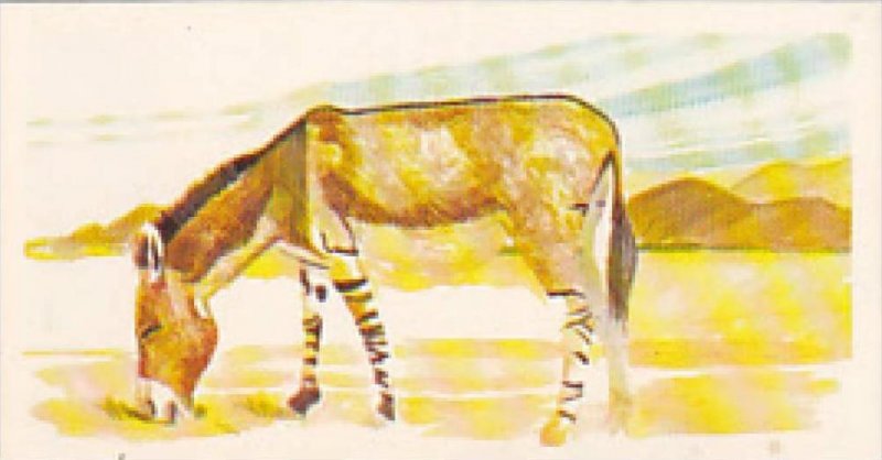 Brooke Bond Vintage Trade Card Vanishing Wildlife 1978 No 26 Somali Wild Ass