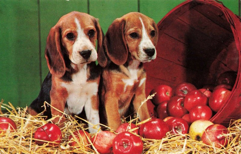 Postcard Into Mischief Again Beagle Puppies