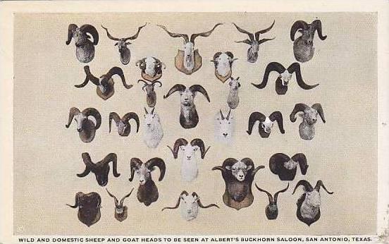 Texas San Antonio Albert's Buckhorn Saloon Wild & Domestic Sheep & Goat Heads