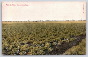 Alliance Nebraska~Potato Farm Field Scene~Panorama~1909 Miller Bros Postcard