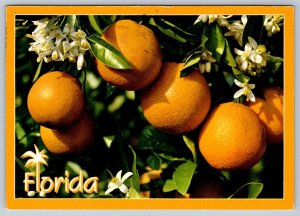 Florida Oranges And Blossoms, 1990 Chrome Postcard, Zip Code Slogan Cancel