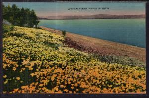 California Poppies in Bloom