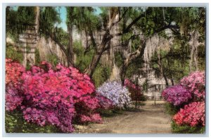 Summerville South Carolina SC Postcard Driveway To The Postern Flowers Tree 1939