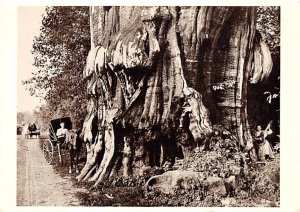 Cedar, Washington, Photograph By Darius Kinsey 