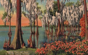 Vintage Postcard 1930's Giant Cypress Trees and Knees Gardens Florida FL 