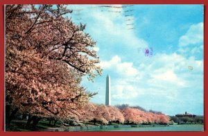 Washington DC - Washington Monument - Cherry Blossom Time - [DC-401]