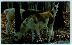 STRAFFORD, Missouri MO ~ Llamas Buena Vista's EXOTIC ANIMAL PARADISE  Postcard | United States - Missouri - Other, Postcard / HipPostcard