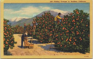 USA Picking Oranges in Southern California Vintage Postcard C220