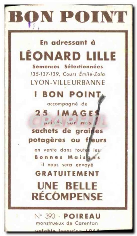 Image Flowers Leonard Lille Leek