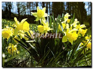 Modern Postcard Gerardmer Bouquet Of Daffodils In The Near Flowers