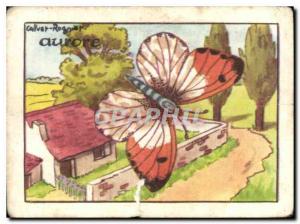 Image Dawn Autocharis Cardamines Butterfly