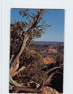 Postcard A weathered hardwood, Palo Duro Canyon State Park, Canyon, Texas