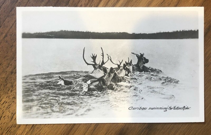 RPPC Postcard Caribou Swimming the Yukon River Real Photo