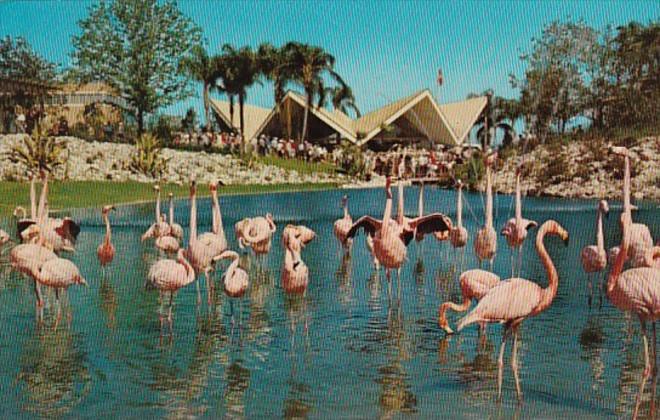 Florida Tampa Busch Gardens Flamingos In The Lagoon