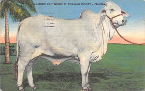 Brahman Cow Raised in Pinellas County - Pinellas County, Florida FL  