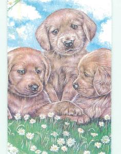 2007 postcard CUTE DOGS ON POSTCARD FOR NORTH SHORE ANIMAL LEAGUE k8589