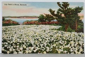 Lily Field in Bloom Bermuda Postcard J2