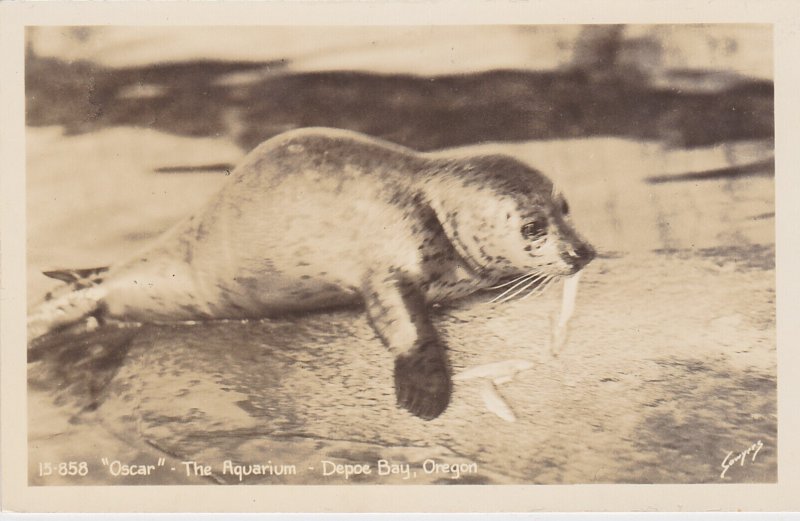 Oregon Depoe Bay The Aquarium Oscar Sea Lion Pup Real Photo