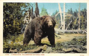 Cross Bear Yellowstone National Park, WY, USA Bear Unused 