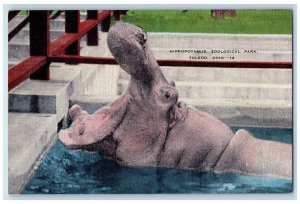 Hippopotamus Zoological Park Toledo Ohio OH, Animals Unposted Vintage Postcard