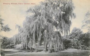 Postcard C-1910 Massachusetts Weeping Willows Public Gardens Reichner 22-14129