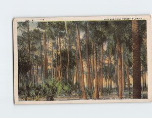 Postcard Pine And Palm Forest, Florida