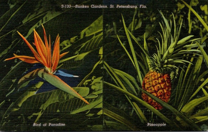 Florida St Petersburg Pineapple and Bird Of Paradise At Sunken Gardens Curteich