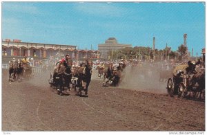 Chuckwagons and Out Riders Complete The Last Hard Turn Of The Race At Thunder...