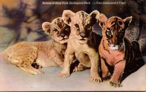 New York Zoological Park Babies Two Lions and A Tiger