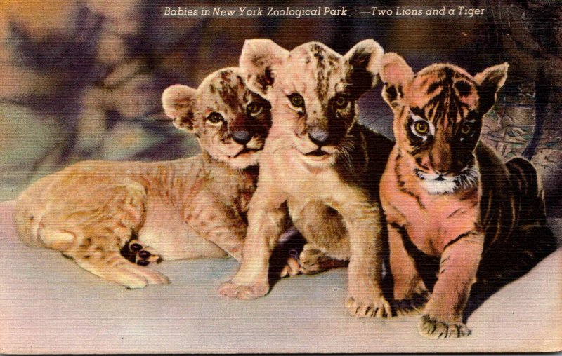 New York Zoological Park Babies Two Lions and A Tiger