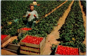 VINTAGE POSTCARD PICKING STRAWBERRIES DURING THE CRIMSON HARVEST WATSONVILLE CAL