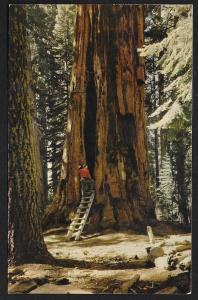 Room Tree Sequoia National Park Unused c1950s