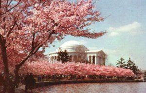 Postcard Jefferson Memorial Most Beautiful Setting In Early April Washington DC