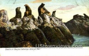 Seals - Santa Catalina Island, California CA Postcard