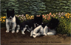 Vtg 1940s Eskimo Sled Dog Puppies Ed Clark Ranch North Woodstock NH Postcard