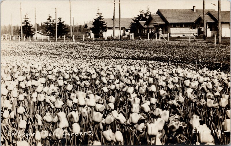 Bellingham WA Bulb Gardens Tulips Flowers Engle Real Photo Postcard G38