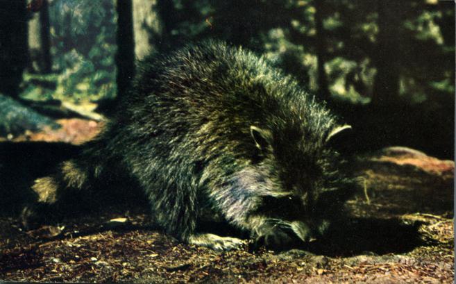 Raccoon - Wildlife in Algonquin Park, Ontario, Canada - pm 1972