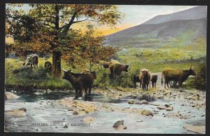 Highland Cattle at Aberfoyle Scotland Used c1907