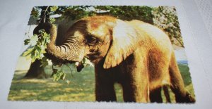 Kubwa Elephant Indianapolis Zoo Indiana Postcard Indianapolis Zoological Society
