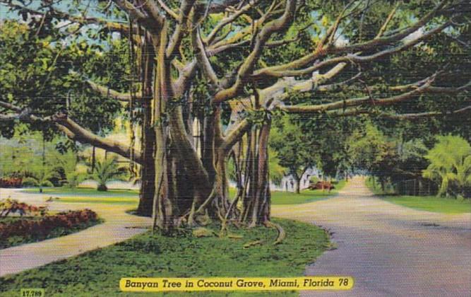 Florida Miami Banyan Tree In Coconut Tree