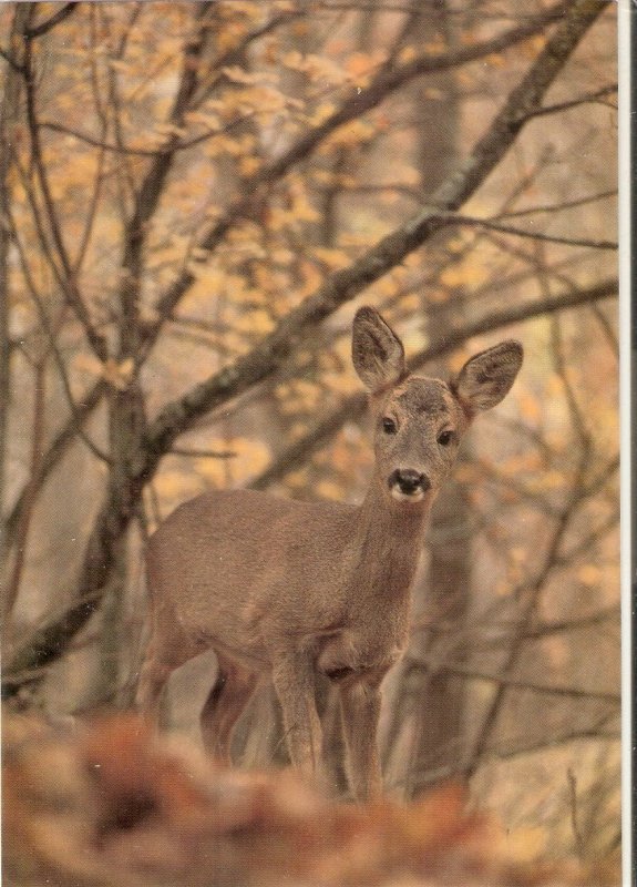 Animals. Roe Deer Nice modern Spanish photo postcard