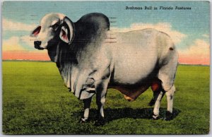 1953 Animals- Brahman Bull In Florida Pastures, Rural Nostalgia, Postcard