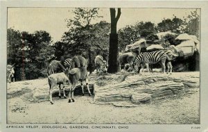 Ohio Cincinnati African Veldt Zoological Garden Zebra Wayne  Postcard 22-2823
