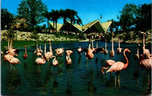 USA Busch Gardens Tampa Flamingos Florida Chrome Postcard C006