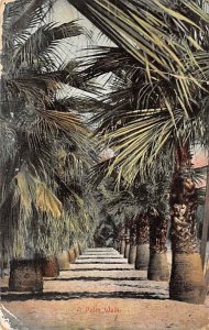 Palm Trees - Trees, Florida FL  