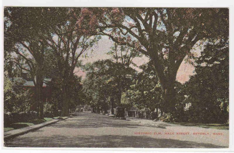 Elm Tree Hale Street Beverly Massachusetts 1910c postcard