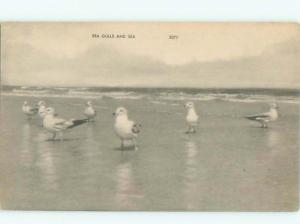 Divided-Back BIRDS SCENE Pretty Postcard AA8948